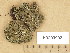  (Cladonia strepsilis - H9203992)  @11 [ ] Copyright (2013) Diana Weckman Botanical Museum, Finnish Museum of Natural History, University of Helsinki