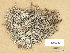 (Cladonia stygia - H9203993)  @11 [ ] Copyright (2013) Diana Weckman Botanical Museum, Finnish Museum of Natural History, University of Helsinki