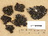  (Collema flaccidum - H9203999)  @11 [ ] Copyright (2013) Diana Weckman Botanical Museum, Finnish Museum of Natural History, University of Helsinki