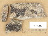  (Thelidium larianum - H9204873)  @11 [ ] Copyright (2013) Diana Weckman Botanical Museum, Finnish Museum of Natural History, University of Helsinki