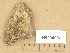  (Polyblastia inconspicua - H9204907)  @11 [ ] Copyright (2013) Diana Weckman Botanical Museum, Finnish Museum of Natural History, University of Helsinki