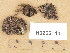  (Rinodina mniaraea var. cinnamomea - H9205140)  @11 [ ] Copyright (2013) Diana Weckman Botanical Museum, Finnish Museum of Natural History, University of Helsinki