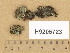  (Catapyrenium psoromoides - H9205723)  @11 [ ] Copyright (2014) Diana Weckman Botanical Museum, Finnish Museum of Natural History, University of Helsinki