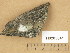  (Verrucaria polysticta - H9205841)  @11 [ ] Copyright (2014) Diana Weckman Botanical Museum, Finnish Museum of Natural History, University of Helsinki