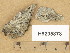  (Sarcogyne sp - H9205878)  @11 [ ] Copyright (2014) Diana Weckman Botanical Museum, Finnish Museum of Natural History, University of Helsinki