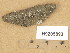  (Myriolecis semipallida - H9205893)  @11 [ ] Copyright (2014) Diana Weckman Botanical Museum, Finnish Museum of Natural History, University of Helsinki