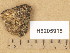  (Ionaspis obtecta - H9205915)  @11 [ ] Copyright (2014) Diana Weckman Botanical Museum, Finnish Museum of Natural History, University of Helsinki
