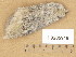  (Protoblastenia incrustans - H9205946)  @11 [ ] Copyright (2014) Diana Weckman Botanical Museum, Finnish Museum of Natural History, University of Helsinki