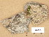  (Hymenelia carnosula - H9205964)  @11 [ ] Copyright (2014) Diana Weckman Botanical Museum, Finnish Museum of Natural History, University of Helsinki