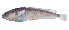  (Pseudophycis - IMOSLarvalFish1)  @11 [ ] CreativeCommons  - Attribution Non-Conmmercial Share-Alike (2021) Unspecified CSIRO Australian National Fish Collection