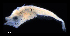  (Platycephalus bassensis - IMOSLarvalFish171)  @11 [ ] CreativeCommons  - Attribution Non-Conmmercial Share-Alike (2021) Unspecified CSIRO Australian National Fish Collection