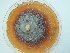  (Ilyonectria mors-panacis - FIN_161)  @11 [ ] CreativeCommons - Attribution Non-Commercial (2124) Unspecified Norwegian Institute for Nature Research