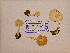 (Cystoderma ambrosii - TUR192358)  @11 [ ] CreativeCommons - Attribution Non-Commercial Share-Alike (2013) Balint Dima Botanical Museum, Finnish Museum of Natural History, University of Helsinki