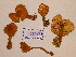  (Cystoderma cf. intermedium - TUR173753)  @11 [ ] CreativeCommons - Attribution Non-Commercial Share-Alike (2013) Balint Dima Botanical Museum, Finnish Museum of Natural History, University of Helsinki