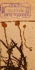  (Cystoderma saarenoksae - TUR141145)  @11 [ ] CreativeCommons - Attribution Non-Commercial Share-Alike (2013) Balint Dima Botanical Museum, Finnish Museum of Natural History, University of Helsinki