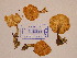  (Cystoderma adnatifolium - TUR169352)  @11 [ ] CreativeCommons - Attribution Non-Commercial Share-Alike (2013) Balint Dima Botanical Museum, Finnish Museum of Natural History, University of Helsinki
