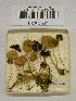  (Psathyrella cf. rubiginosa - H6042227)  @11 [ ] CreativeCommons - Attribution Non-Commercial Share-Alike (2013) Balint Dima Botanical Museum, Finnish Museum of Natural History, University of Helsinki