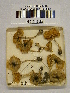  (Leucocoprinus heinemanni - H6042231)  @11 [ ] CreativeCommons - Attribution Non-Commercial Share-Alike (2013) Balint Dima Botanical Museum, Finnish Museum of Natural History, University of Helsinki