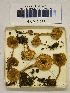  (Lepiota grangei - H6042238)  @11 [ ] CreativeCommons - Attribution Non-Commercial Share-Alike (2013) Balint Dima Botanical Museum, Finnish Museum of Natural History, University of Helsinki