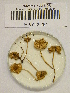  (Lepiota cf. locquinii - H6042254)  @11 [ ] CreativeCommons - Attribution Non-Commercial Share-Alike (2013) Balint Dima Botanical Museum, Finnish Museum of Natural History, University of Helsinki