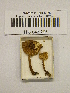  (Echinoderma aff. echinacea - H6042255)  @11 [ ] CreativeCommons - Attribution Non-Commercial Share-Alike (2013) Balint Dima Botanical Museum, Finnish Museum of Natural History, University of Helsinki