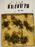  (Galerina badipes - H6042354)  @11 [ ] CreativeCommons - Attribution Non-Commercial Share-Alike (2013) Balint Dima Botanical Museum, Finnish Museum of Natural History, University of Helsinki
