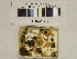  (Lepiota parvannulata - H6042367)  @11 [ ] CreativeCommons - Attribution Non-Commercial Share-Alike (2013) Balint Dima Botanical Museum, Finnish Museum of Natural History, University of Helsinki