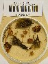  (Galerina pseudomycenopsis - H6042271)  @11 [ ] CreativeCommons - Attribution Non-Commercial Share-Alike (2013) Balint Dima Botanical Museum, Finnish Museum of Natural History, University of Helsinki