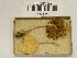  (Cystolepiota adulterina - H6042321)  @11 [ ] CreativeCommons - Attribution Non-Commercial Share-Alike (2013) Balint Dima Botanical Museum, Finnish Museum of Natural History, University of Helsinki