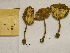  (Leucocoprinus birnbaumii - H6007255)  @11 [ ] CreativeCommons - Attribution Non-Commercial Share-Alike (2013) Balint Dima Botanical Museum, Finnish Museum of Natural History, University of Helsinki