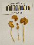  (Galerina aff. clavata - H6042340)  @11 [ ] CreativeCommons - Attribution Non-Commercial Share-Alike (2013) Balint Dima Botanical Museum, Finnish Museum of Natural History, University of Helsinki