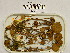  (Phaeogalera stagnina - H6043031)  @11 [ ] CreativeCommons - Attribution Non-Commercial Share-Alike (2013) Balint Dima Botanical Museum, Finnish Museum of Natural History, University of Helsinki