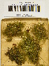  (Galerina similis - H6043088)  @11 [ ] CreativeCommons - Attribution Non-Commercial Share-Alike (2013) Balint Dima Botanical Museum, Finnish Museum of Natural History, University of Helsinki
