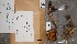  (Tricholoma cf. sulphureum - OULU.0035425)  @11 [ ] CreativeCommons - Attribution Non-Commercial (2012) Anna L. Ruotsalainen University of Oulu