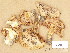  (Tricholoma roseoacerbum - H6001011)  @11 [ ] Copyright (2013) Diana Weckman Botanical Museum, Finnish Museum of Natural History, University of Helsinki
