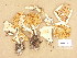  (Leucopaxillus alboalutaceus - H6002945)  @11 [ ] Copyright (2013) Diana Weckman Botanical Museum, Finnish Museum of Natural History, University of Helsinki
