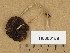  (Psathyrella aff. amomat - H6008158)  @11 [ ] Copyright (2013) Diana Weckman Botanical Museum, Finnish Museum of Natural History, University of Helsinki