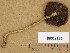  (Psathyrella larga - H6008196)  @11 [ ] Copyright (2013) Diana Weckman Botanical Museum, Finnish Museum of Natural History, University of Helsinki