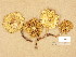  (Pholiota lundbergi - H6008330)  @11 [ ] Copyright (2014) Diana Weckman Botanical Museum, Finnish Museum of Natural History, University of Helsinki