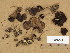  (Psathyrella lutensis - H6008411)  @11 [ ] Copyright (2013) Diana Weckman Botanical Museum, Finnish Museum of Natural History, University of Helsinki