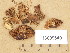  (Tricholoma cf. inodermeum - H6009649)  @11 [ ] Copyright (2013) Diana Weckman Botanical Museum, Finnish Museum of Natural History, University of Helsinki