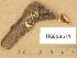  (Crepidotus lundellii - H6028571)  @11 [ ] Copyright (2014) Diana Weckman Botanical Museum, Finnish Museum of Natural History, University of Helsinki