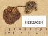  (Simocybe sumptuosa - H6029091)  @11 [ ] Copyright (2014) Diana Weckman Botanical Museum, Finnish Museum of Natural History, University of Helsinki