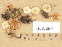  (Ripartites tricholoma - H6032671)  @11 [ ] Copyright (2012) Diana Weckman Botanical Museum, Finnish Museum of Natural History, University of Helsinki