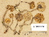  (Naucoria cf. escaroides - H6032700)  @11 [ ] Copyright (2012) Diana Weckman Botanical Museum, Finnish Museum of Natural History, University of Helsinki