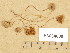  (Conocybe echinata - H6034800)  @11 [ ] Copyright (2013) Diana Weckman Botanical Museum, Finnish Museum of Natural History, University of Helsinki