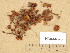  (Pholiotina dentatomarginata - H6034845)  @11 [ ] Copyright (2013) Diana Weckman Botanical Museum, Finnish Museum of Natural History, University of Helsinki