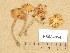  (Conocybe teneroides - H6034854)  @11 [ ] Copyright (2013) Diana Weckman Botanical Museum, Finnish Museum of Natural History, University of Helsinki
