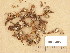  (Arrhenia spathulata - H6034880)  @11 [ ] Copyright (2013) Diana Weckman Botanical Museum, Finnish Museum of Natural History, University of Helsinki