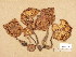  (Armillaria lutea - H6034909)  @11 [ ] Copyright (2013) Diana Weckman Botanical Museum, Finnish Museum of Natural History, University of Helsinki